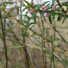 Phyllanthus hirtellus at Tianjara, NSW - 21 Aug 2024