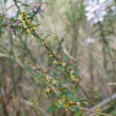 Phyllanthus hirtellus at Tianjara, NSW - 21 Aug 2024