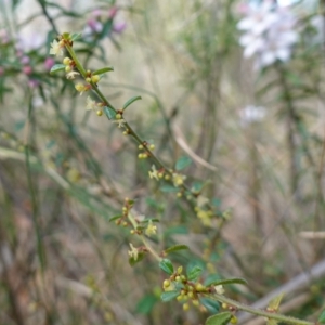 Phyllanthus hirtellus at Tianjara, NSW - 21 Aug 2024