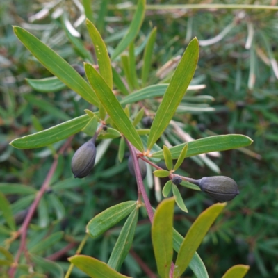 Gompholobium latifolium (Golden Glory Pea, Giant Wedge-pea) at Tianjara, NSW - 21 Aug 2024 by RobG1