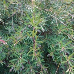 Gompholobium latifolium at Tianjara, NSW - 21 Aug 2024