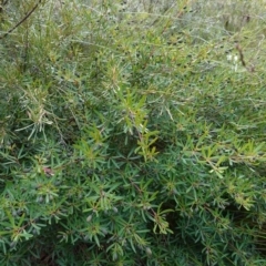 Gompholobium latifolium at Tianjara, NSW - 21 Aug 2024