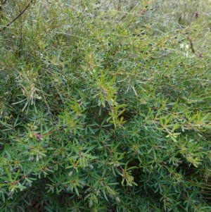 Gompholobium latifolium at Tianjara, NSW - 21 Aug 2024