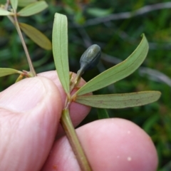 Gompholobium latifolium at Tianjara, NSW - 21 Aug 2024