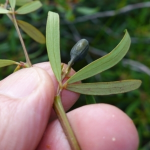 Gompholobium latifolium at Tianjara, NSW - 21 Aug 2024