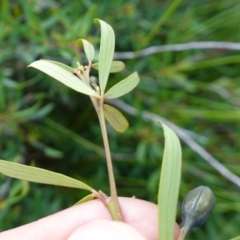 Gompholobium latifolium at Tianjara, NSW - 21 Aug 2024