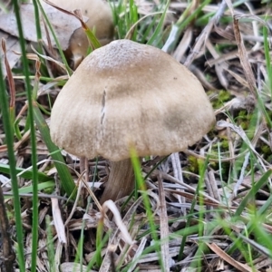 zz agaric (stem; gills not white/cream) at Collector, NSW - 23 Aug 2024