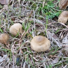 zz agaric (stem; gills not white/cream) at Collector, NSW - 23 Aug 2024