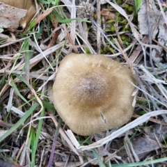 zz agaric (stem; gills not white/cream) at Collector, NSW - 23 Aug 2024 04:49 PM