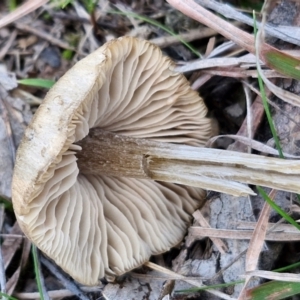 zz agaric (stem; gills not white/cream) at Collector, NSW - 23 Aug 2024 04:49 PM