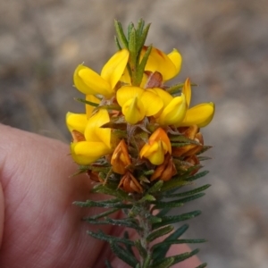 Phyllota phylicoides at Tianjara, NSW - 21 Aug 2024 03:22 PM