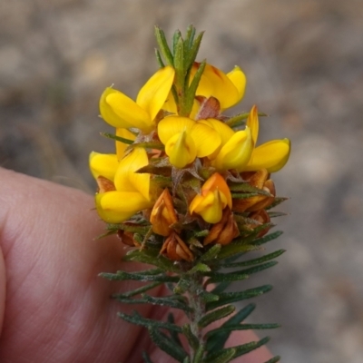 Phyllota phylicoides (Heath Phyllota) at Tianjara, NSW - 21 Aug 2024 by RobG1