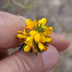 Phyllota phylicoides at Tianjara, NSW - 21 Aug 2024 03:22 PM