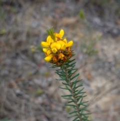 Phyllota phylicoides at Tianjara, NSW - 21 Aug 2024 03:22 PM