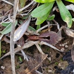 Argoctenus sp. (genus) (Wandering ghost spider) at Collector, NSW - 23 Aug 2024 by trevorpreston