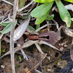 Argoctenus sp. (genus) at Collector, NSW - 23 Aug 2024