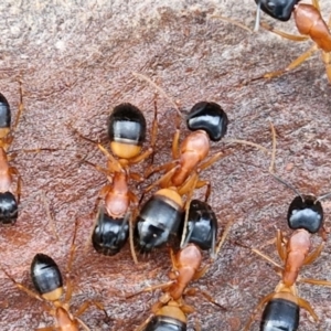 Camponotus consobrinus at Collector, NSW - 23 Aug 2024