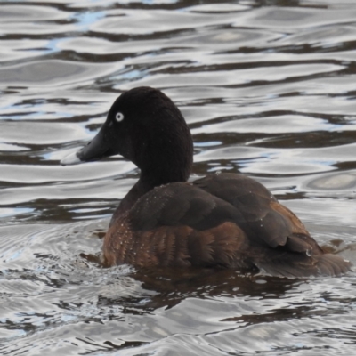 Aythya australis (Hardhead) at Kambah, ACT - 17 Aug 2024 by HelenCross