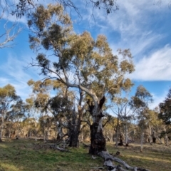 Eucalyptus rubida (Candlebark) at Collector, NSW - 23 Aug 2024 by trevorpreston