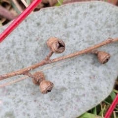 Eucalyptus rubida at Collector, NSW - 23 Aug 2024