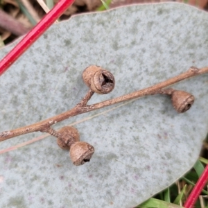 Eucalyptus rubida at Collector, NSW - 23 Aug 2024