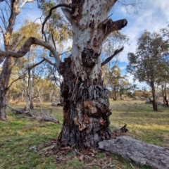 Eucalyptus rubida at Collector, NSW - 23 Aug 2024 04:44 PM