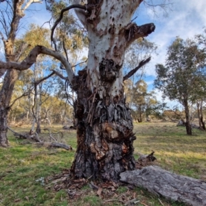 Eucalyptus rubida at Collector, NSW - 23 Aug 2024 04:44 PM