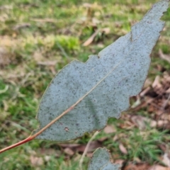 Eucalyptus rubida at Collector, NSW - 23 Aug 2024 04:44 PM