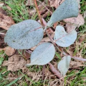 Eucalyptus rubida at Collector, NSW - 23 Aug 2024 04:44 PM