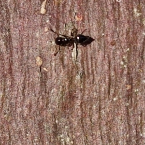 Crematogaster sp. (genus) at Collector, NSW - 23 Aug 2024 04:39 PM