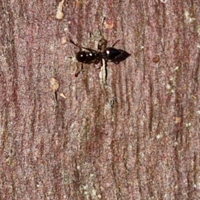 Crematogaster sp. (genus) (Acrobat ant, Cocktail ant) at Collector, NSW - 23 Aug 2024 by trevorpreston