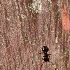 Crematogaster sp. (genus) at Collector, NSW - 23 Aug 2024