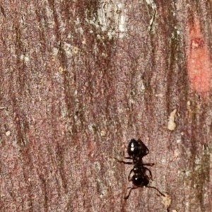 Crematogaster sp. (genus) at Collector, NSW - 23 Aug 2024 04:39 PM