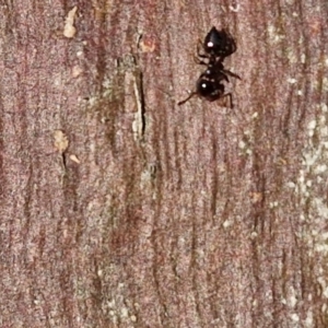 Crematogaster sp. (genus) at Collector, NSW - 23 Aug 2024 04:39 PM