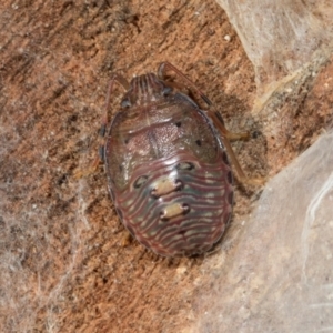 Amphaces sp. (genus) at Higgins, ACT - 21 Aug 2024