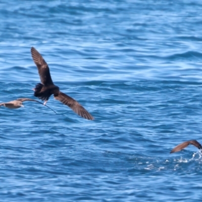 Ardenna pacifica (Wedge-tailed Shearwater) at Houtman Abrolhos, WA - 19 Apr 2024 by jb2602