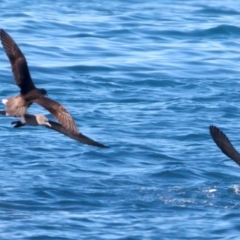 Ardenna pacifica at Houtman Abrolhos, WA - 19 Apr 2024 04:18 PM