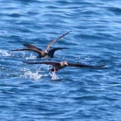 Ardenna pacifica at Houtman Abrolhos, WA - 19 Apr 2024 04:18 PM
