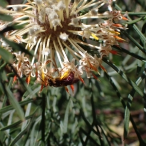 Lasioglossum (Parasphecodes) sp. (genus & subgenus) at Faulconbridge, NSW - 23 Aug 2024