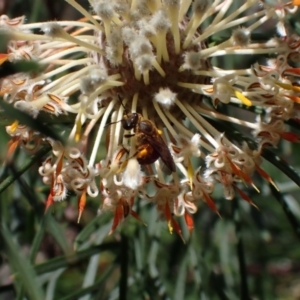 Lasioglossum (Parasphecodes) sp. (genus & subgenus) at Faulconbridge, NSW - suppressed