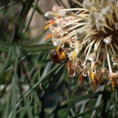 Lasioglossum (Parasphecodes) sp. (genus & subgenus) at Faulconbridge, NSW - 23 Aug 2024