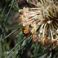 Lasioglossum (Parasphecodes) sp. (genus & subgenus) at Faulconbridge, NSW - 23 Aug 2024