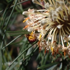 Lasioglossum (Parasphecodes) sp. (genus & subgenus) at Faulconbridge, NSW - suppressed