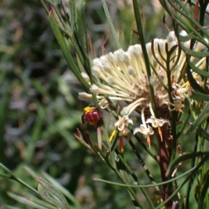 Lasioglossum (Parasphecodes) sp. (genus & subgenus) at Faulconbridge, NSW - 23 Aug 2024