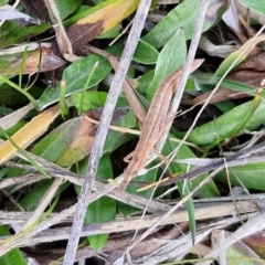 Keyacris scurra at Collector, NSW - 23 Aug 2024 04:37 PM