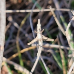 Keyacris scurra at Collector, NSW - 23 Aug 2024 04:37 PM