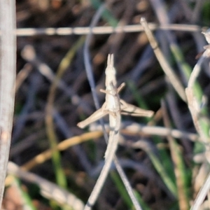 Keyacris scurra at Collector, NSW - 23 Aug 2024 04:37 PM