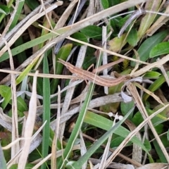 Keyacris scurra at Collector, NSW - 23 Aug 2024 04:37 PM