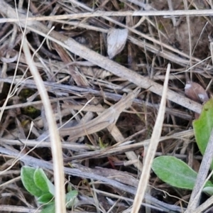 Keyacris scurra at Collector, NSW - 23 Aug 2024 04:37 PM