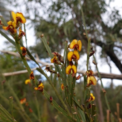 Daviesia leptophylla at Tianjara, NSW - 21 Aug 2024 by RobG1